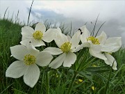 62 Anemonastrum narcissiflorum (Anemone narcissino)